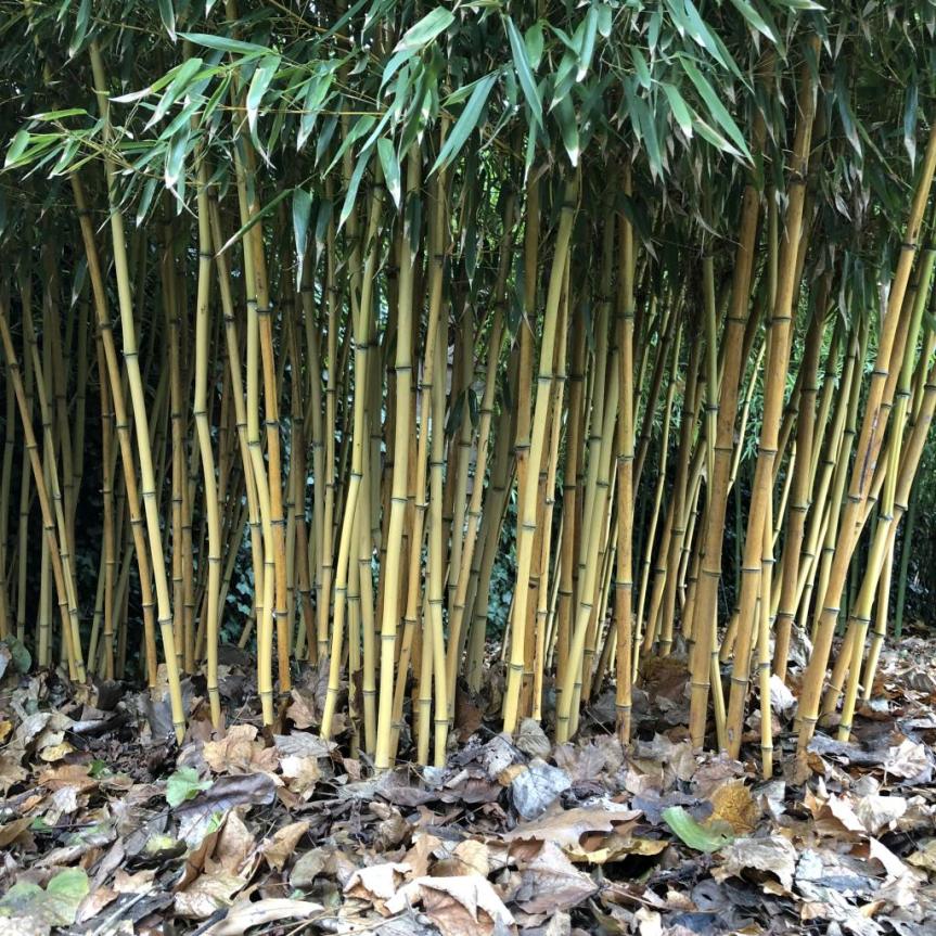 Kobierce ścielę pod… bambusami