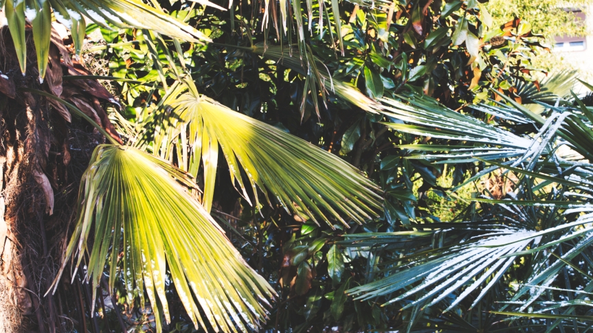 Mrozoodporność palm – cz. 3 „Wykorzystanie”
