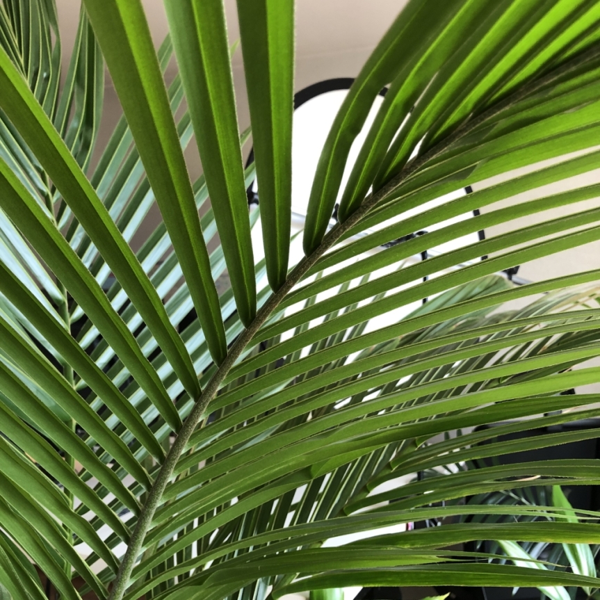 Cocos nucifera (V) e-book o palmie kokosowej
