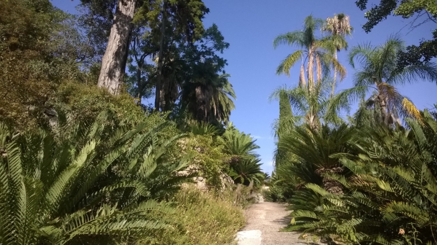 Syagrus romanzoffiana – palma, która niejedno ma imię
